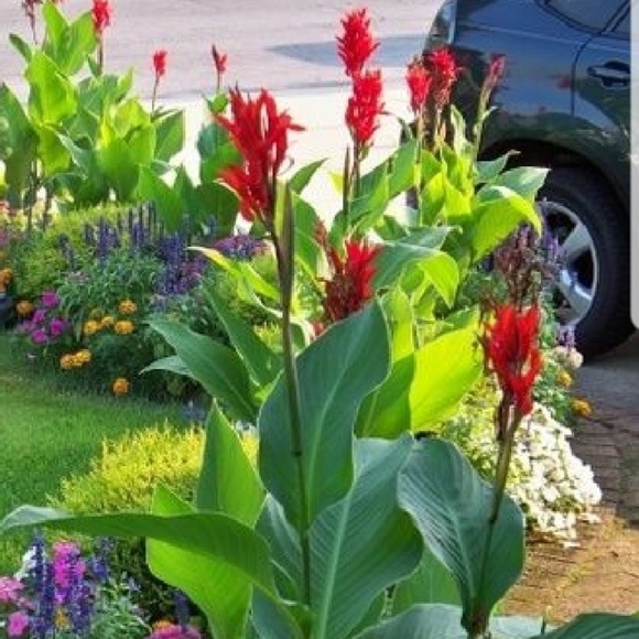 Meet your Posher, Elizabeth - Picture 1 of 1